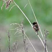 European Stonechat