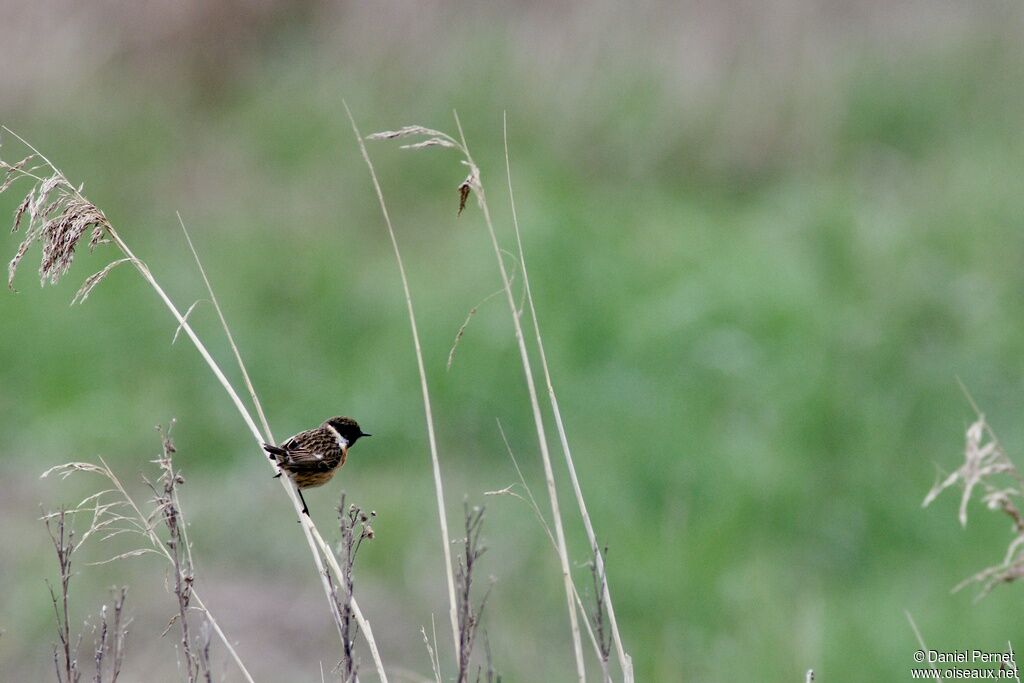 European Stonechat male adult, identification