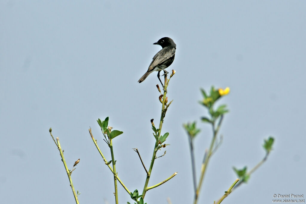 Pied Bush Chatadult, identification