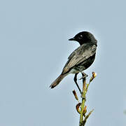 Pied Bush Chat