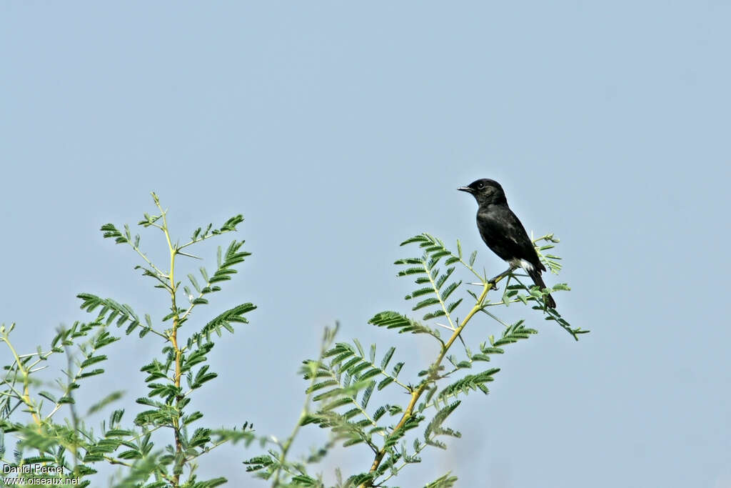 Pied Bush Chat male adult, habitat, pigmentation, Behaviour