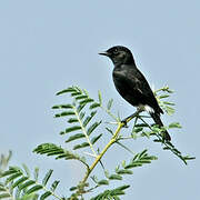 Pied Bush Chat