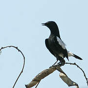 Pied Bush Chat