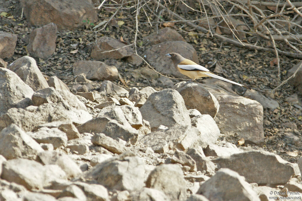 Rufous Treepieadult, walking