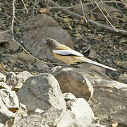 Rufous Treepie