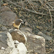 Rufous Treepie