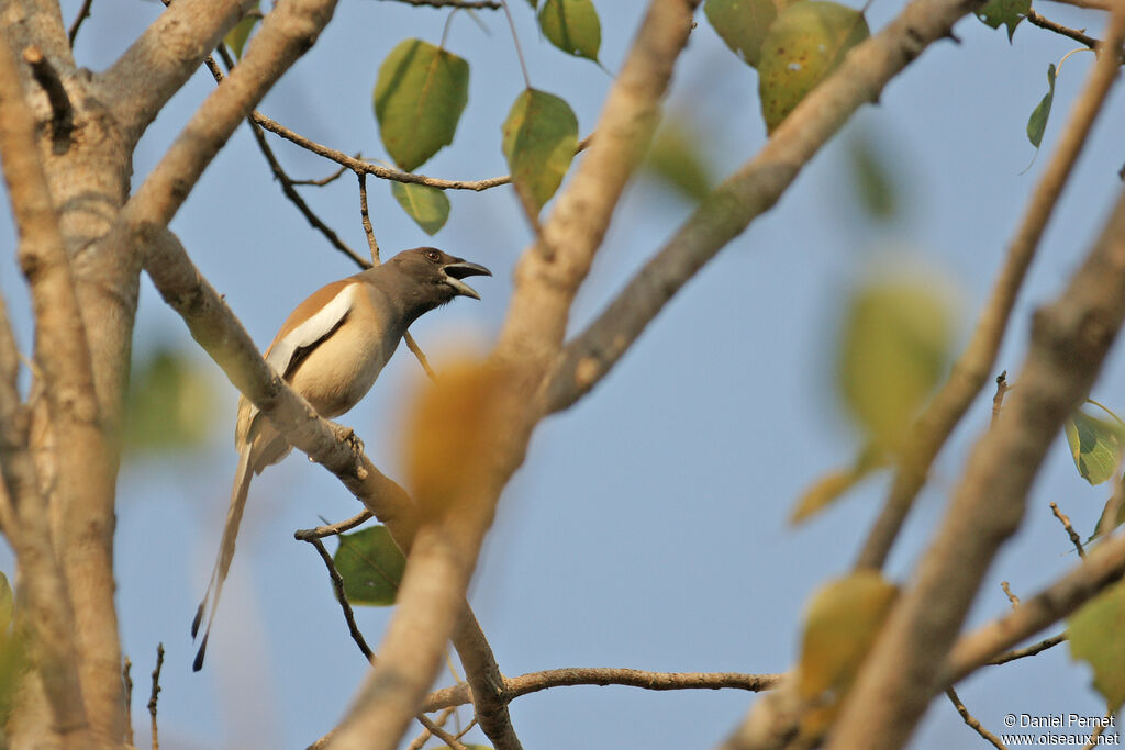 Rufous Treepieadult