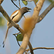 Rufous Treepie