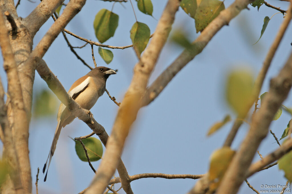 Rufous Treepieadult