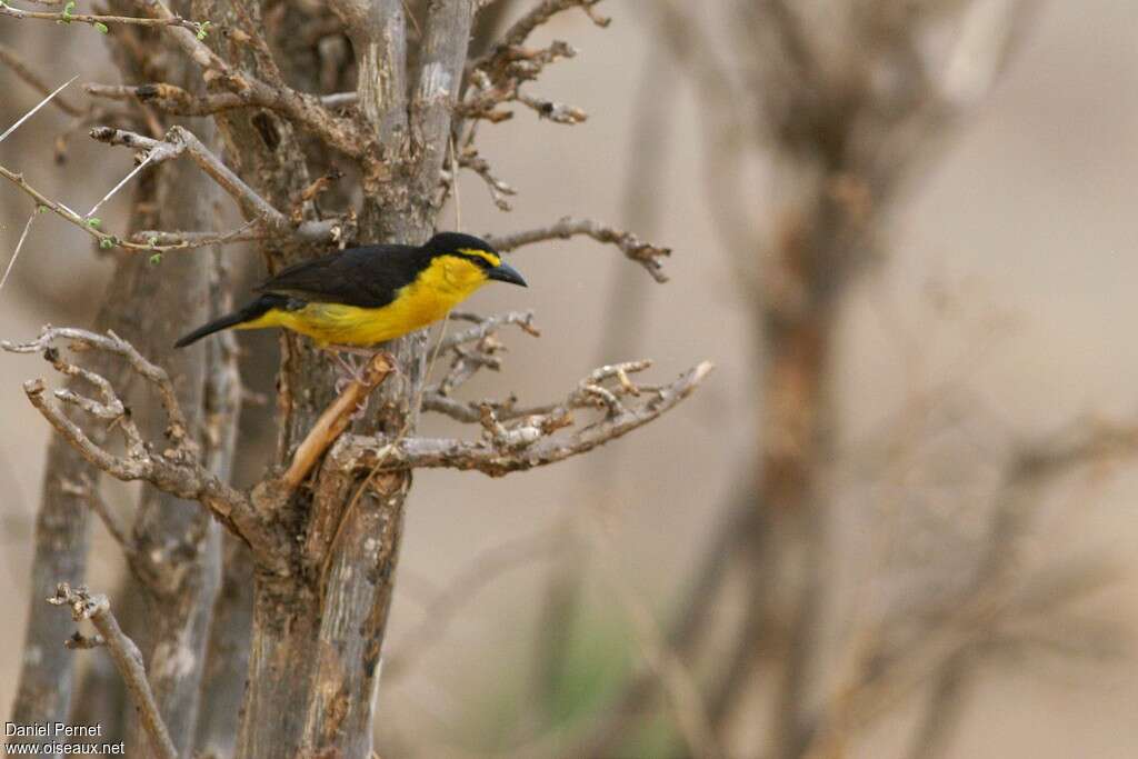 Black-necked Weaver female adult, identification