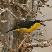 Black-necked Weaver