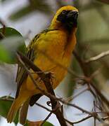 Speke's Weaver