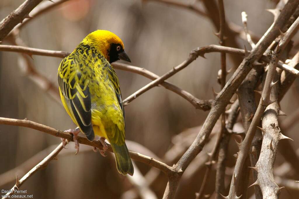 Speke's Weaver male adult breeding, pigmentation