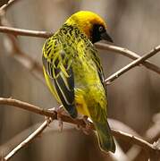 Speke's Weaver