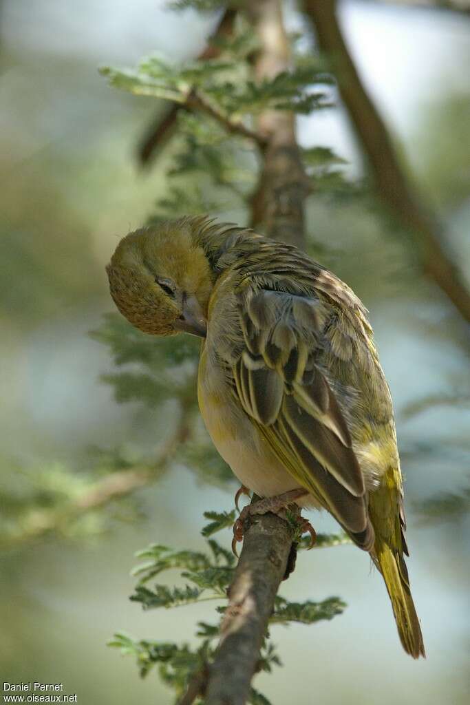 Lesser Masked Weaver female adult, care, pigmentation