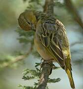 Lesser Masked Weaver