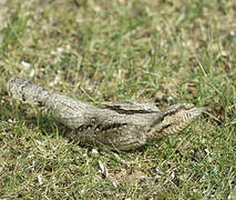 Eurasian Wryneck