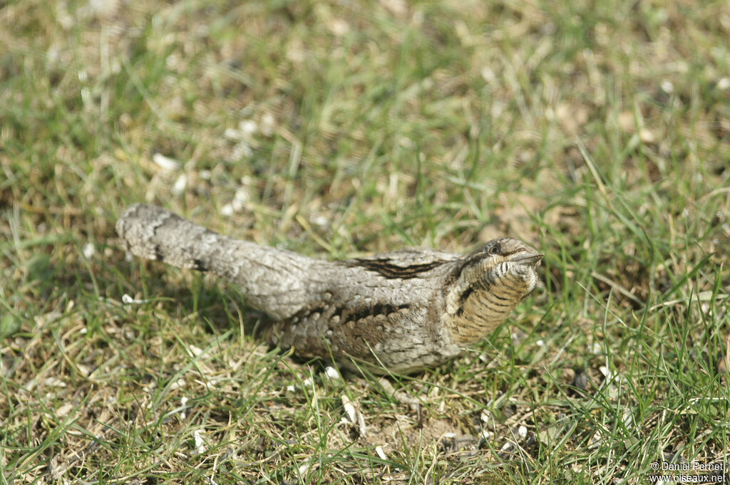 Torcol fourmilieradulte, marche