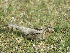 Eurasian Wryneck