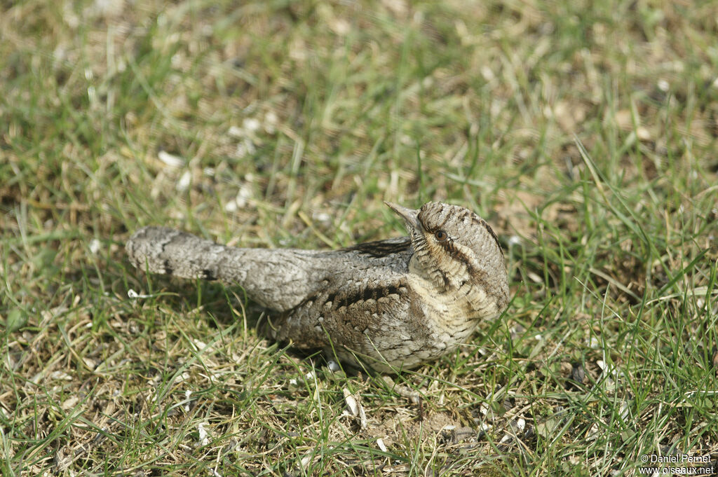 Eurasian Wryneckadult, walking