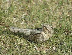 Eurasian Wryneck