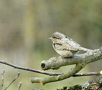 Eurasian Wryneck