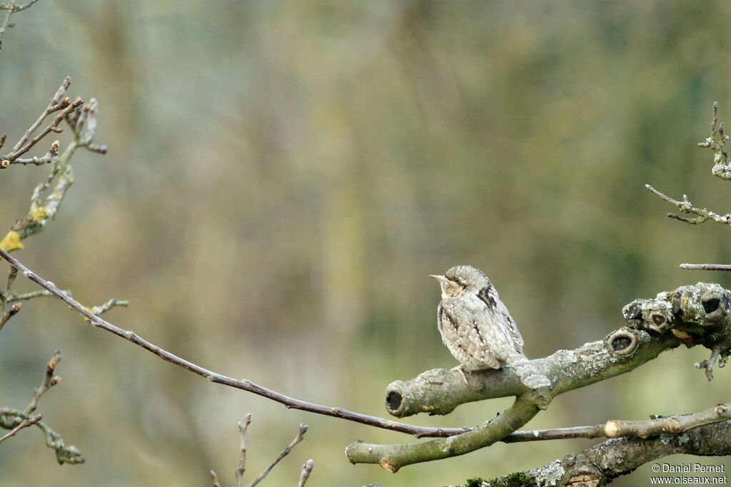 Eurasian Wryneckadult