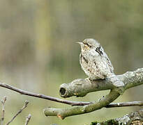 Eurasian Wryneck