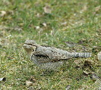 Eurasian Wryneck