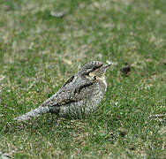 Eurasian Wryneck