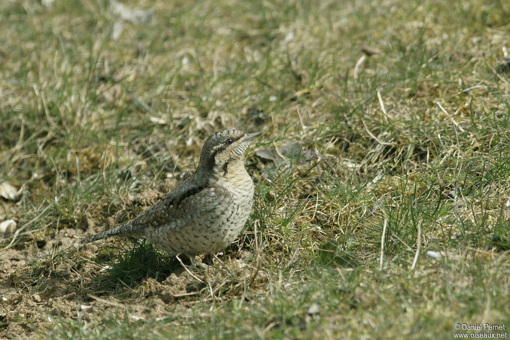 Torcol fourmilieradulte, marche