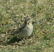 Eurasian Wryneck