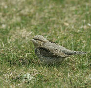 Eurasian Wryneck