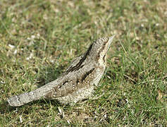 Eurasian Wryneck