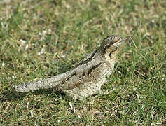 Eurasian Wryneck