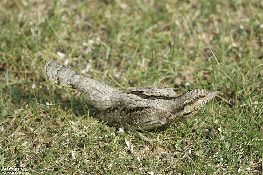 Eurasian Wryneckadult, walking, Behaviour