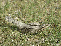 Eurasian Wryneck