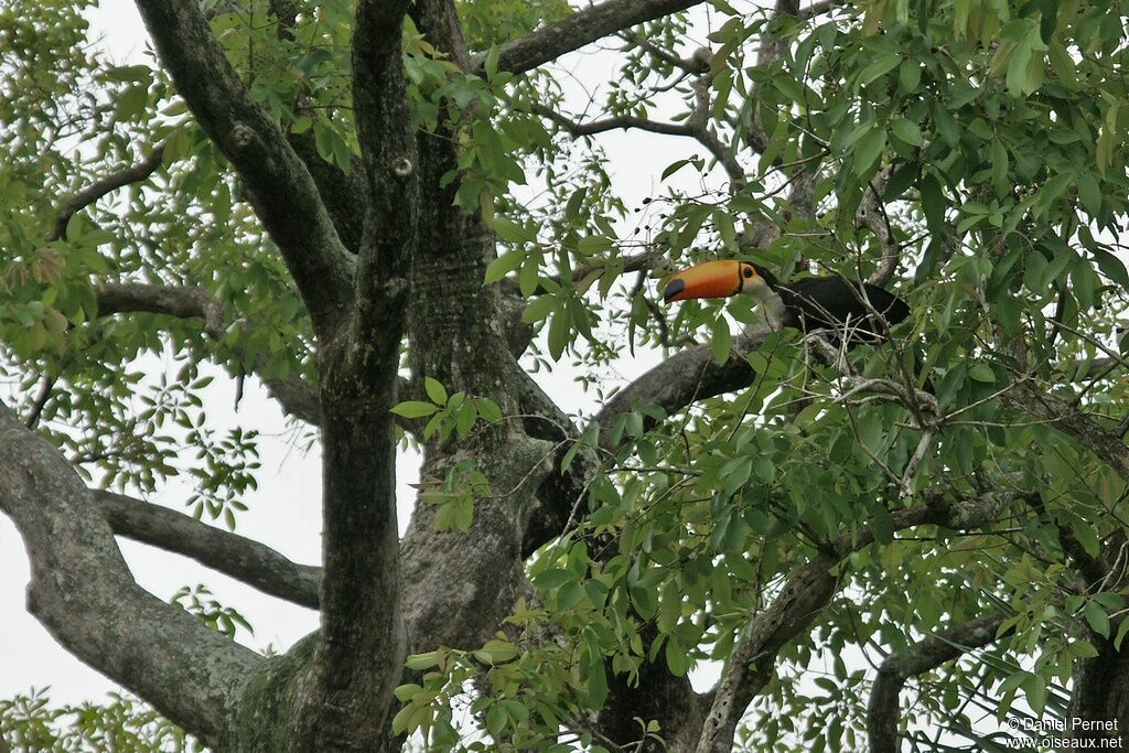 Toucan tocoadulte, habitat