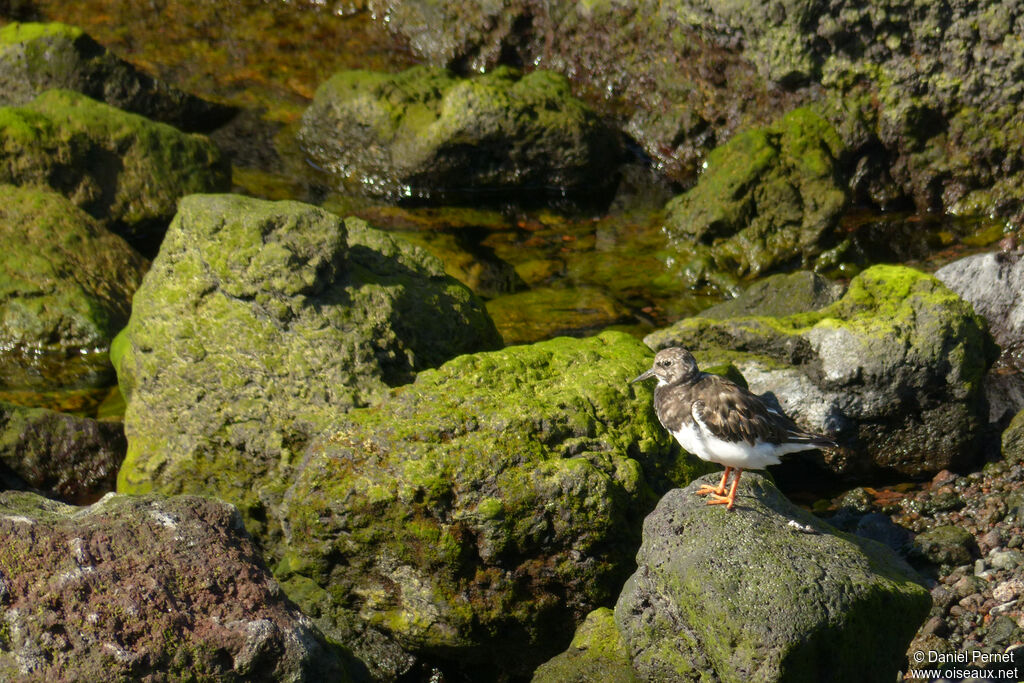 Ruddy Turnstoneadult, habitat, walking