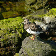 Ruddy Turnstone