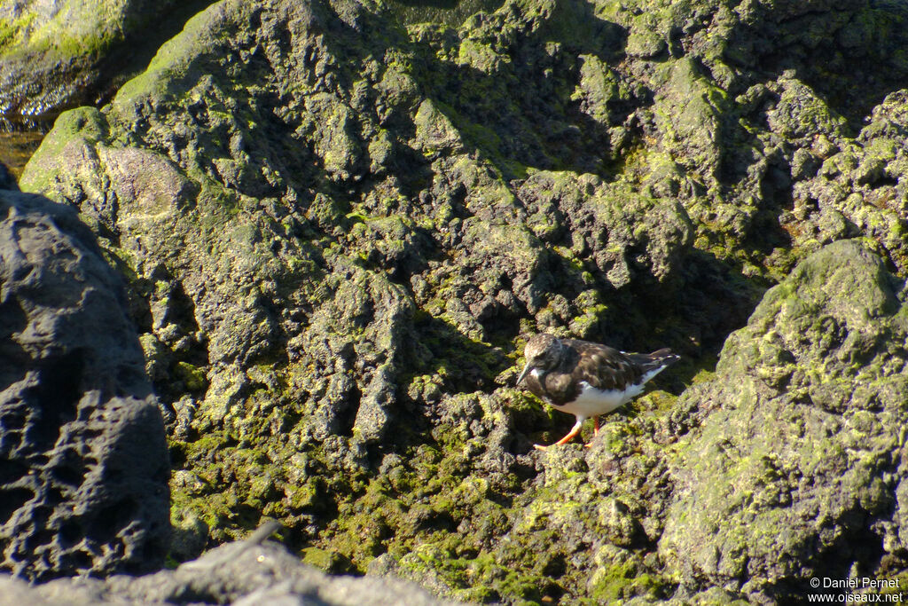 Ruddy Turnstoneadult, habitat, walking