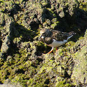 Ruddy Turnstone