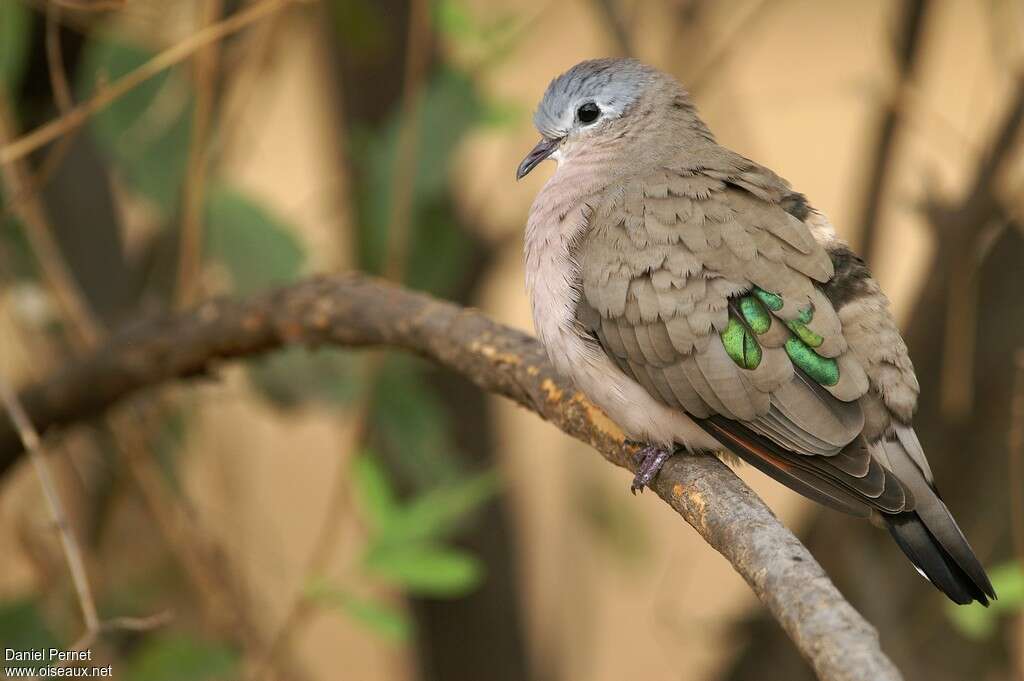 Emerald-spotted Wood Dove male adult, identification