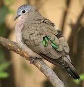 Emerald-spotted Wood Dove