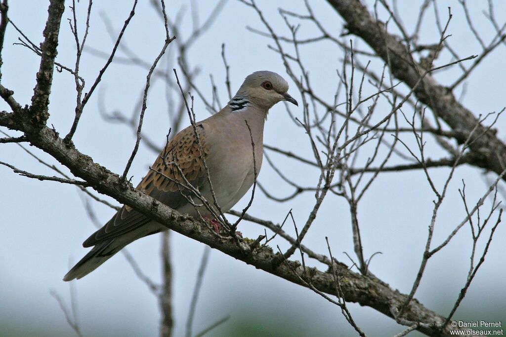 Tourterelle des boisadulte, identification