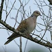 European Turtle Dove