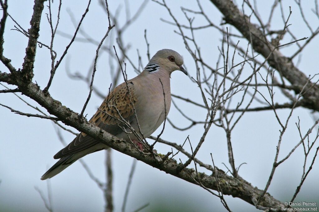 Tourterelle des boisadulte, identification