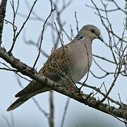 European Turtle Dove