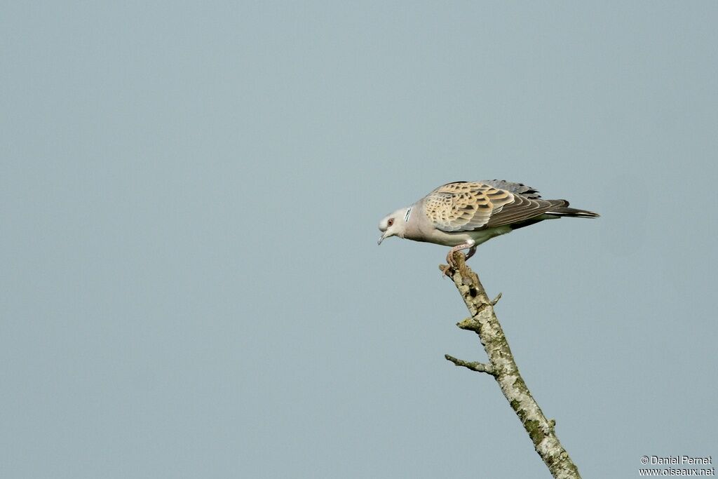 Tourterelle des boisadulte, identification