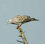 European Turtle Dove